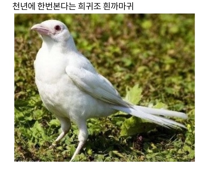4d7cf1cc6eb2e0e05cf3bd53d520404518ebc5f0.jpeg